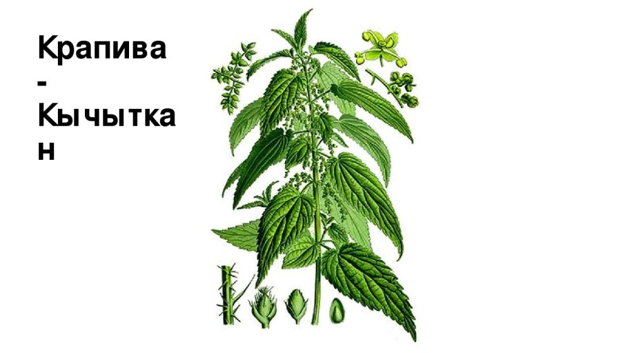 Крапива Лесная