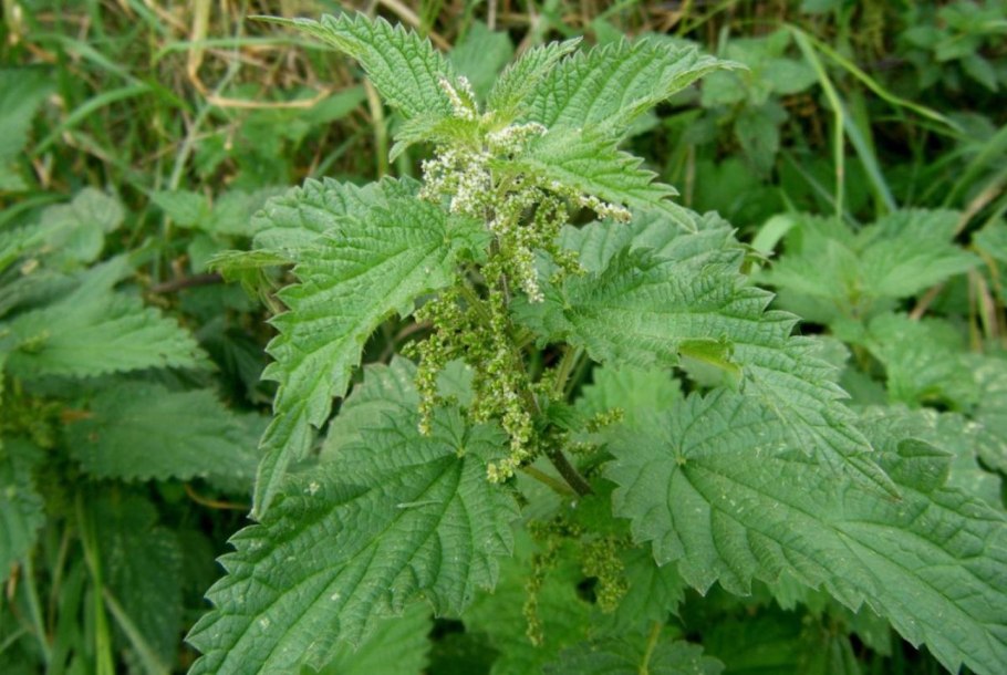 Крапива двудомная