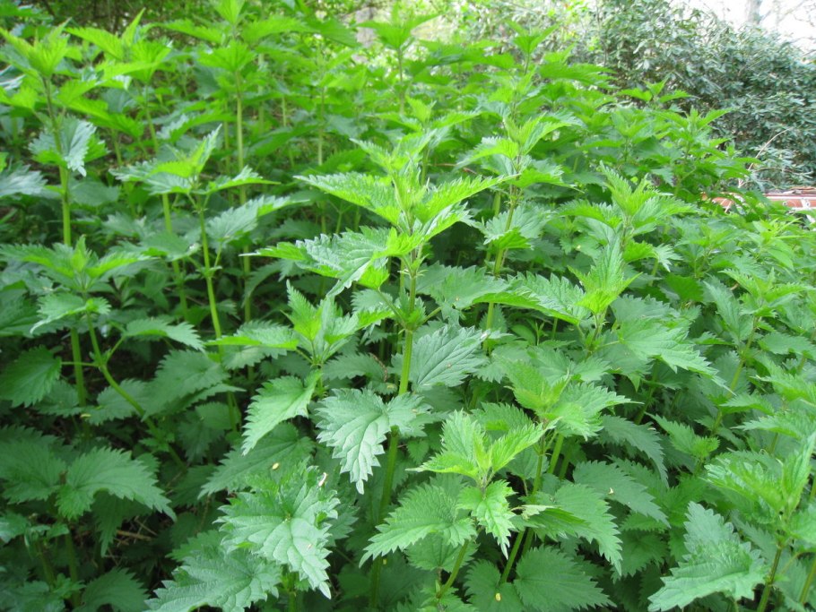 Морозник + мята крапива