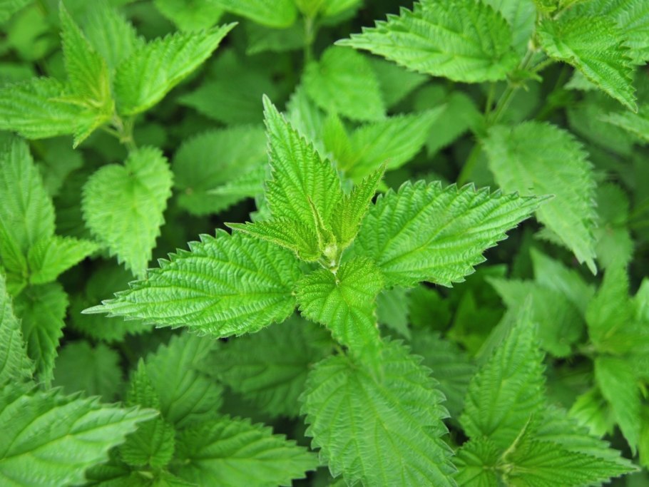 Мята перечная растение