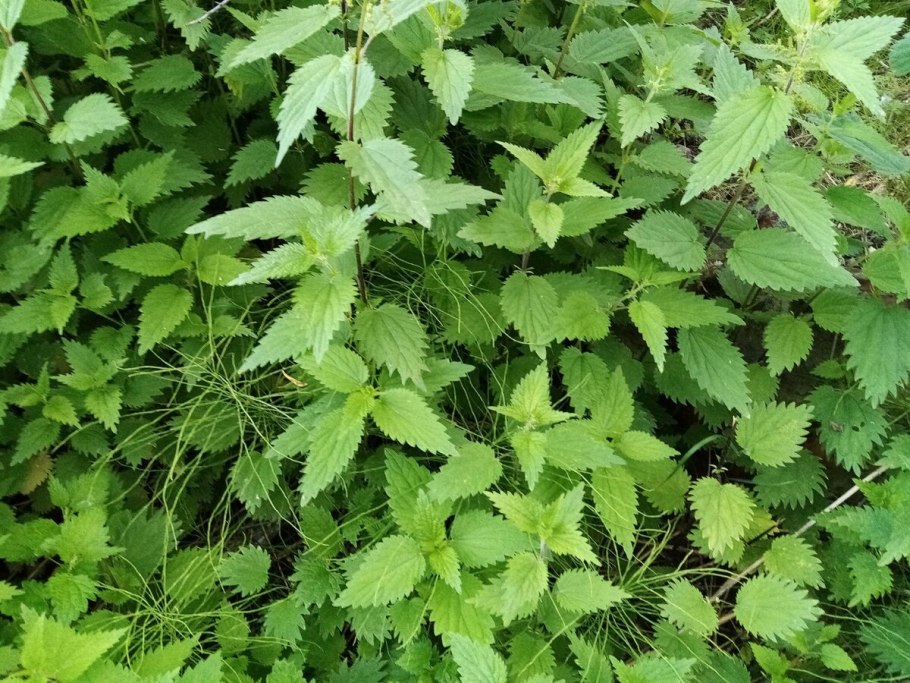 Крапива двудомная цветок