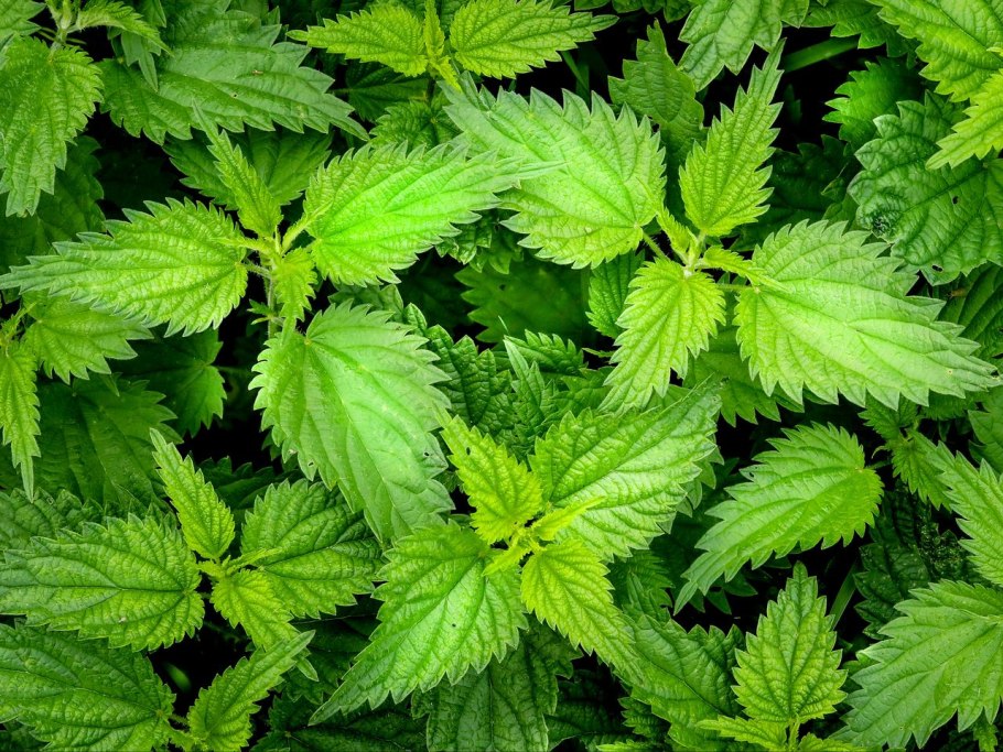 Оранжевая крапива