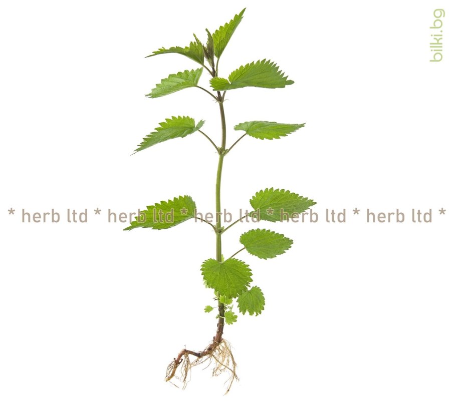 Крапива двудомная (Urtica dioica)