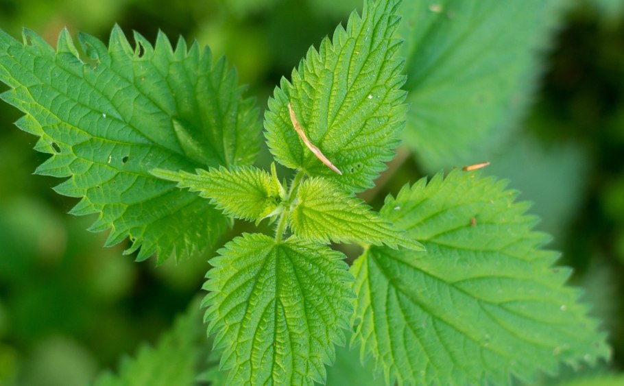 Nettle tough Organic Composite