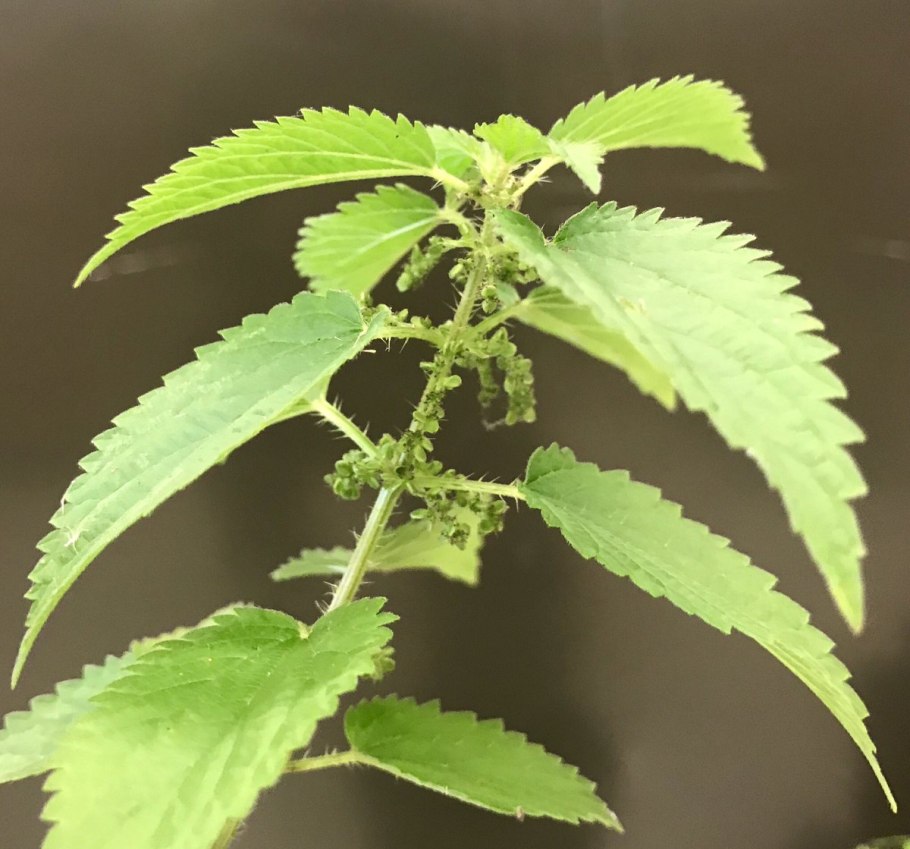 Крапива двудомная латинское название