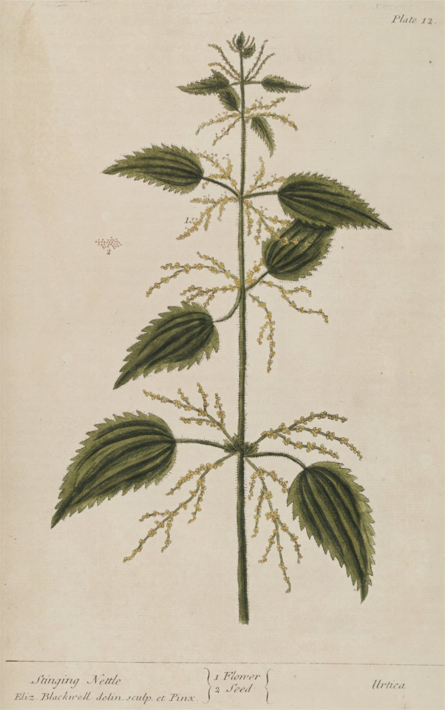 Лофант анисовый Ботанический рисунок