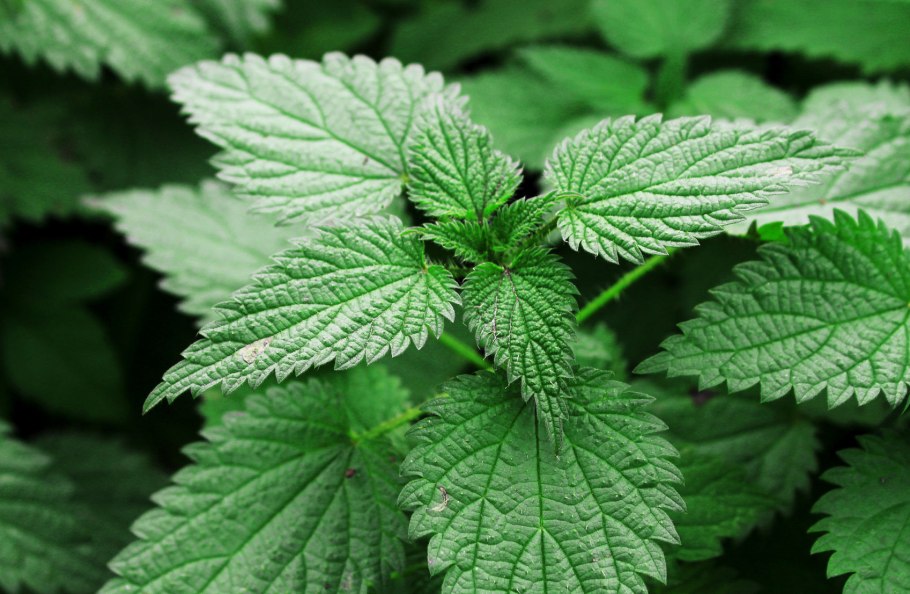 Крапива двудомная