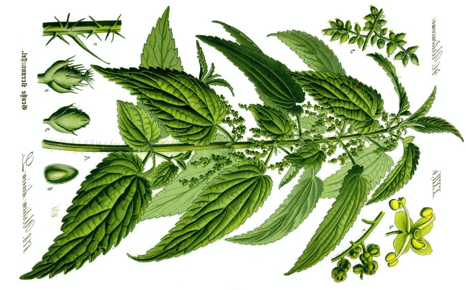 Крапива двудомная плод орешек