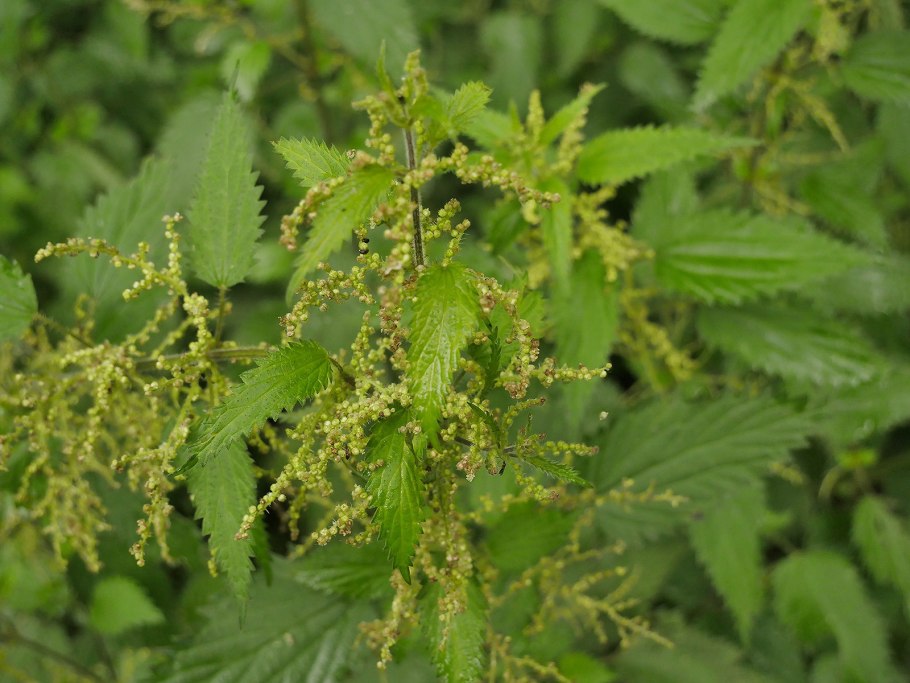 Крапива двудомная (Urtica dioica l.)