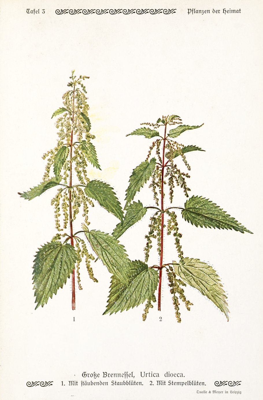 Крапива двудомная (Urtica dioica)