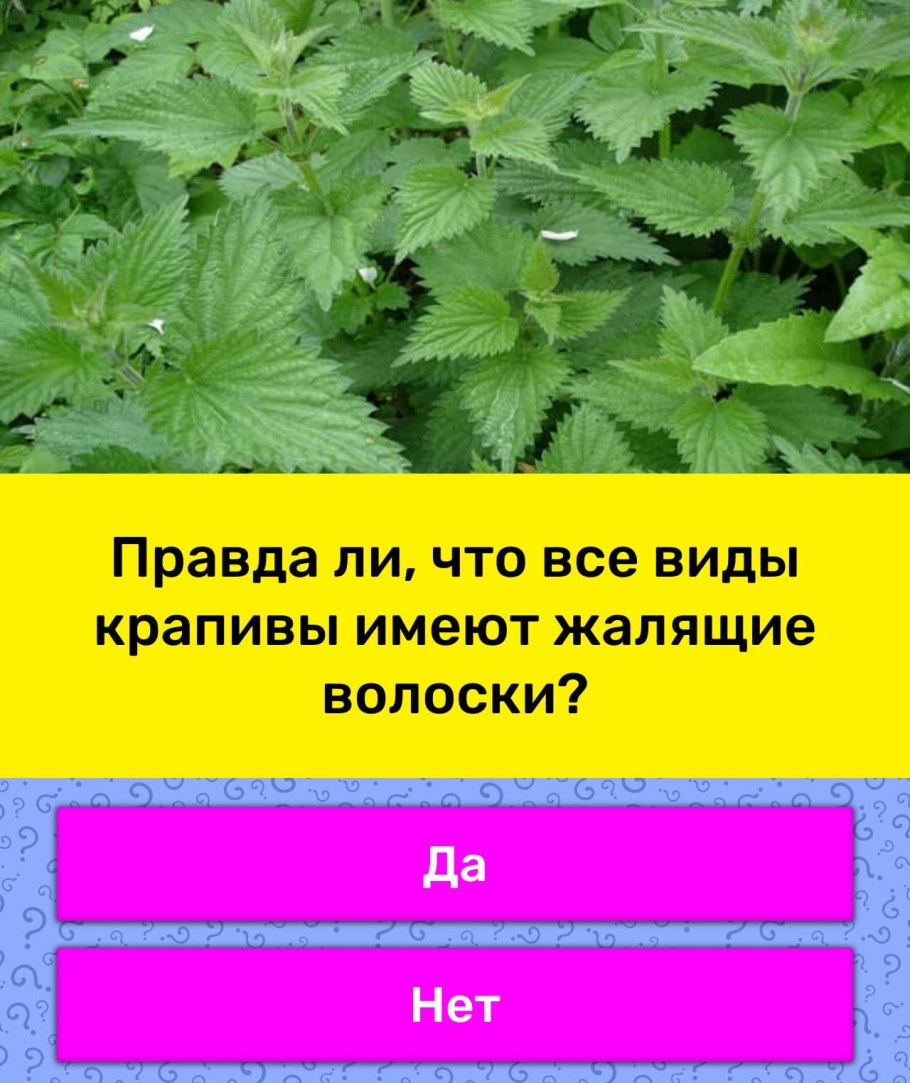 Крапива двудомная в ветеринарии