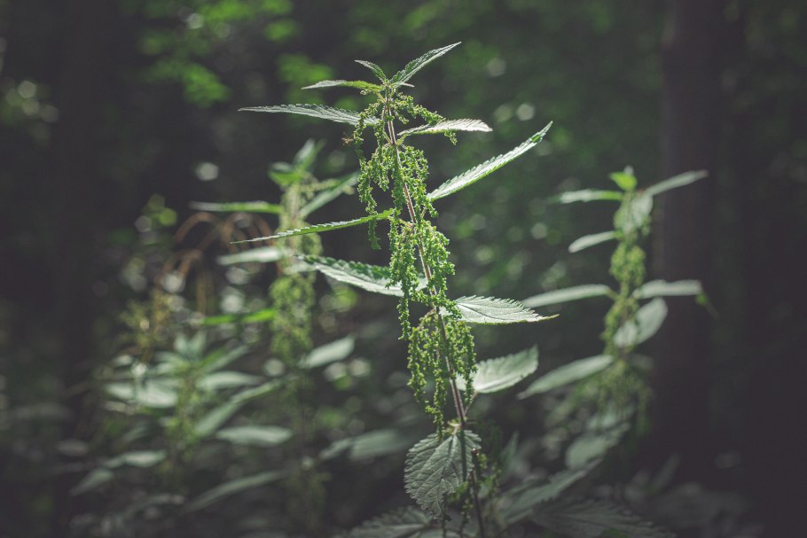 Крапива двудомная с гусеницами