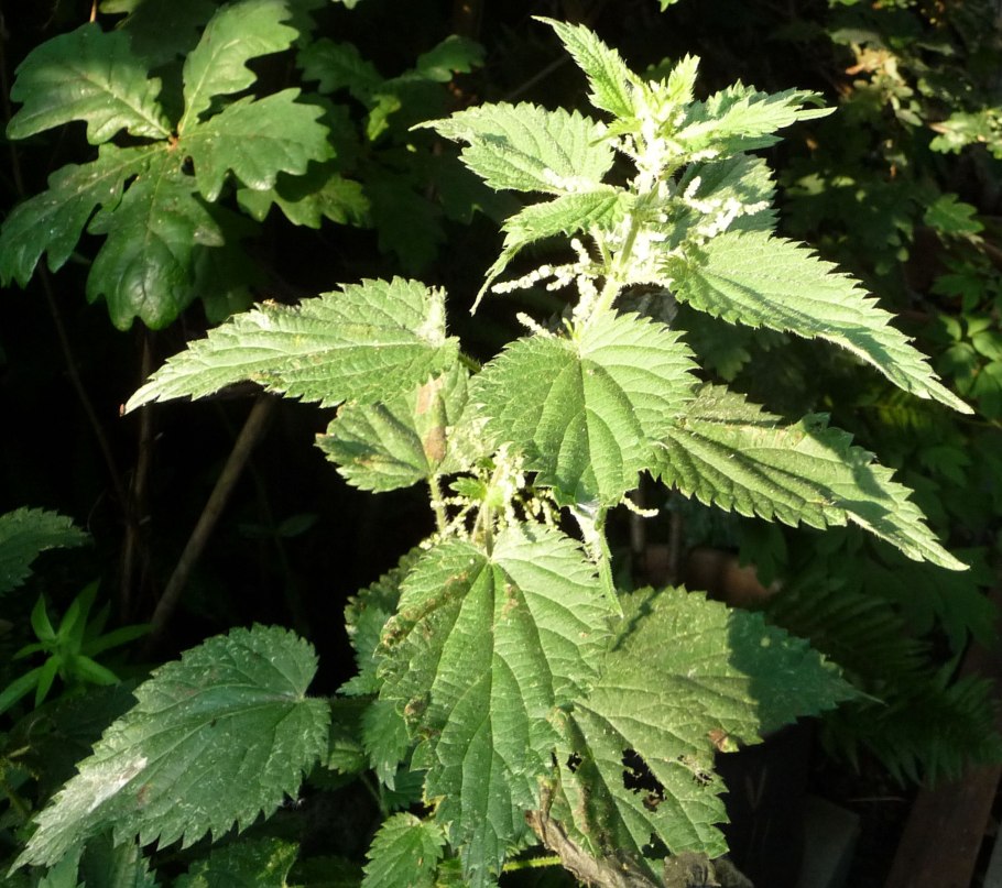 Крапива двудомная на белом фоне