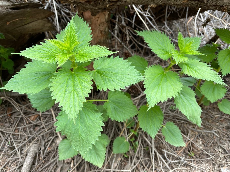 Крапива (urtica dioica)