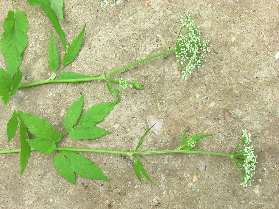 Немецкая крапива