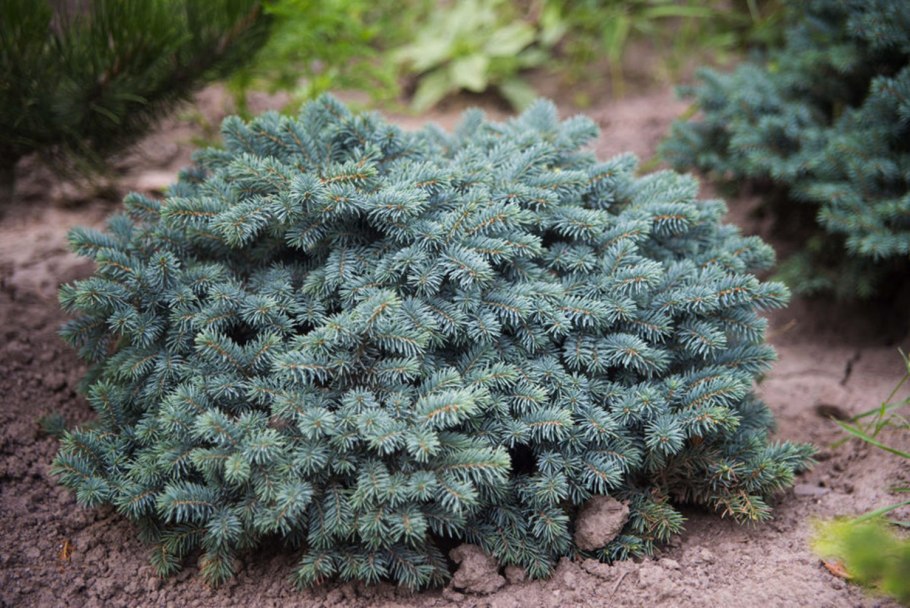 Ель колючая Picea pungens