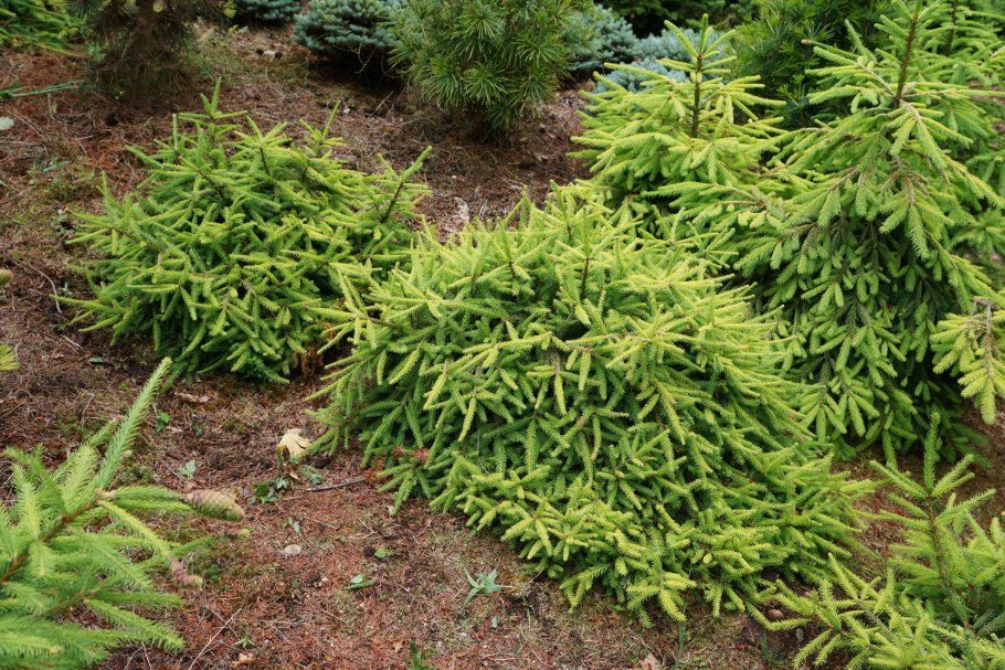 Ель очертание