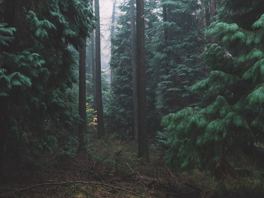 Пихта Нордмана базар