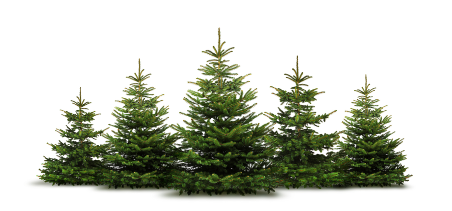 Spruce Tree