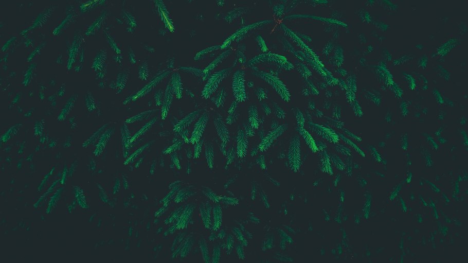 Тайга ночью