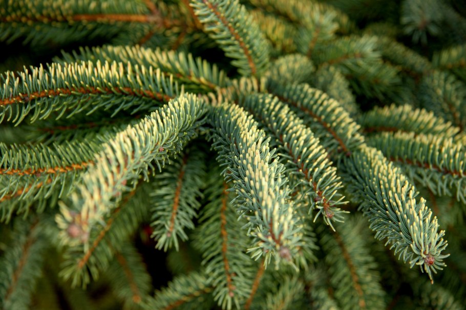 Ель Picea Mariana Beissneri