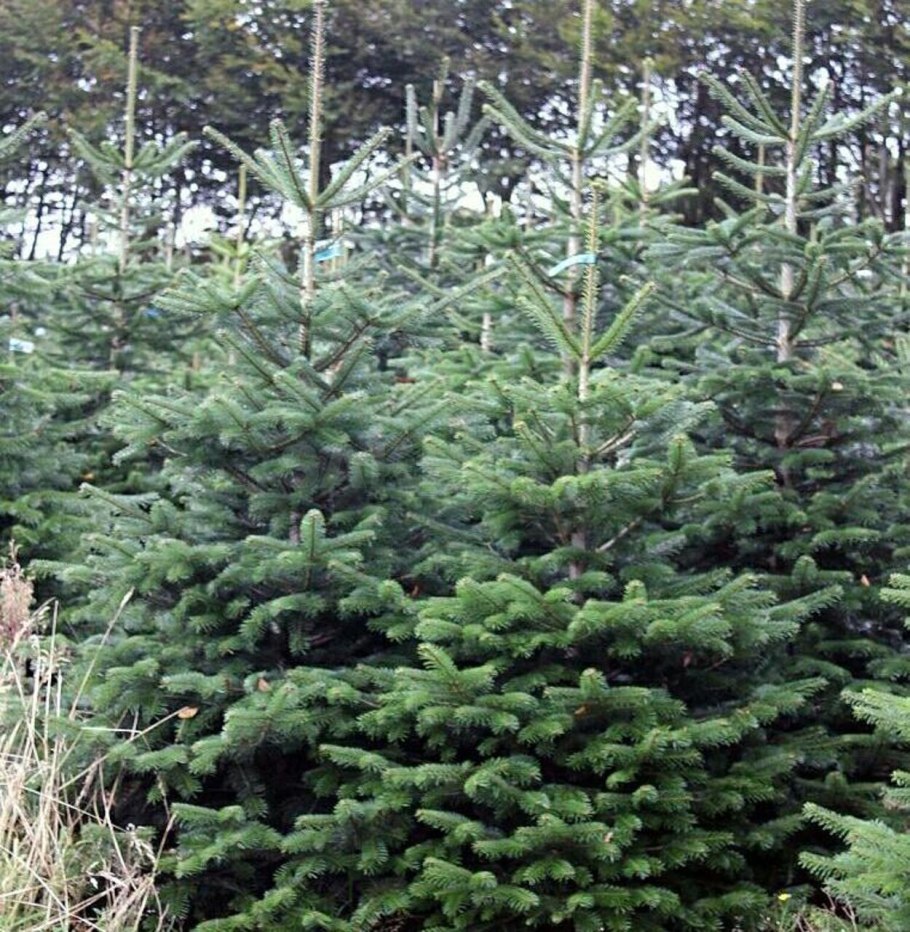 Паспорт хвойного дерева пихта