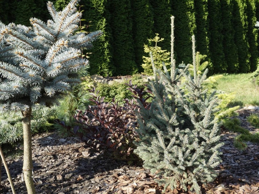 Ель Picea Mariana Beissneri