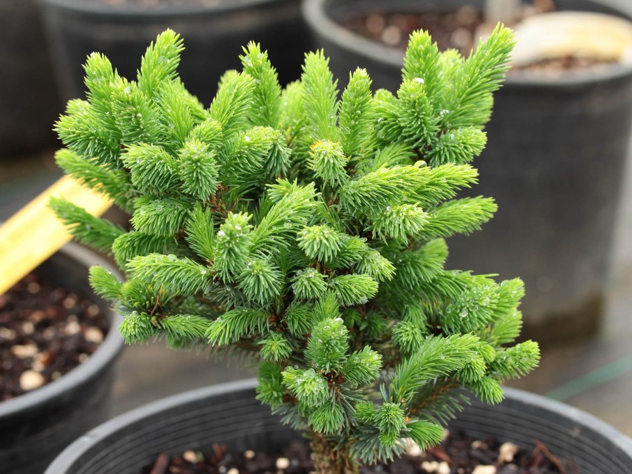 Picea x Fennica ‘Filip’s Mini Miracle’