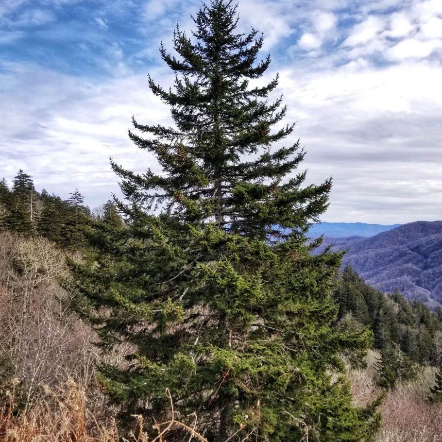 National Tree Company Evergreen 0.61