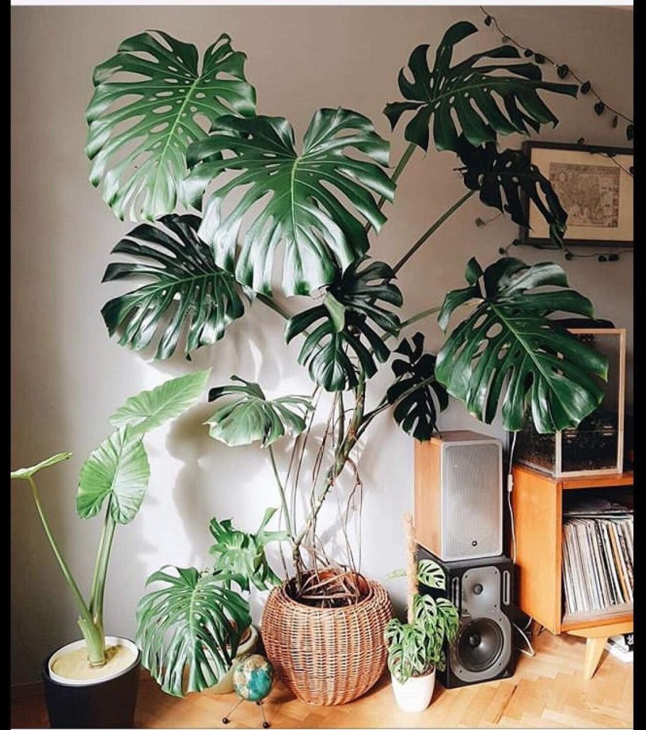 Фитодизайн в интерьере