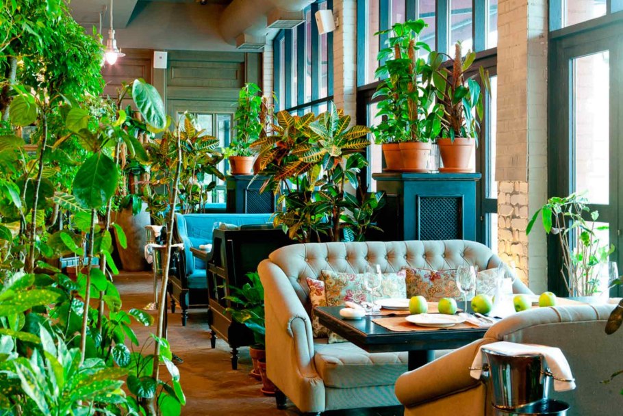 Монстера Лиана в природе