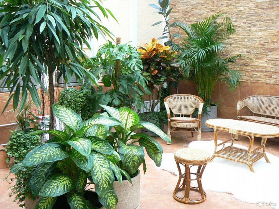 Зимний сад экзотические тропики