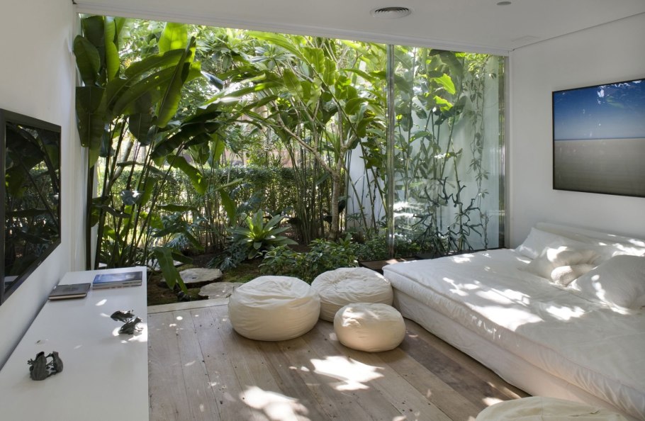 Цветок Пальма монстера