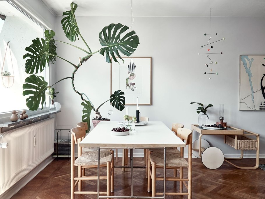 Монстера Лиана вьющаяся