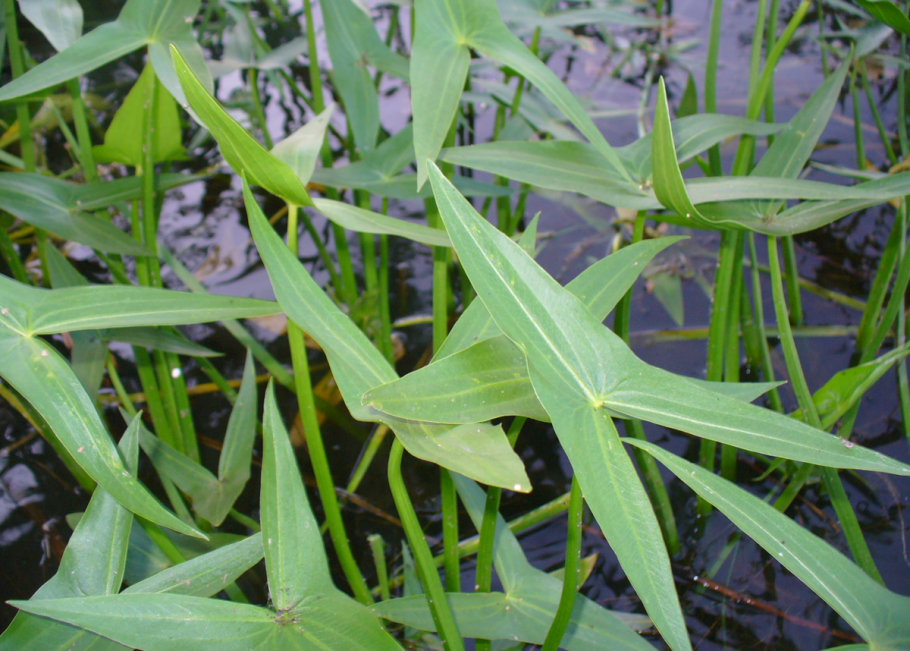 Пондетерия водное растение
