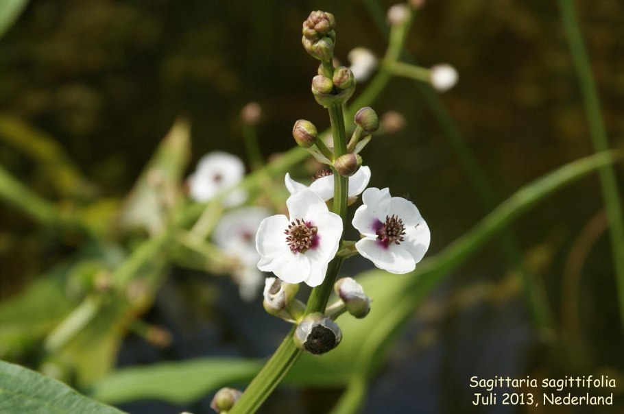 Стрелолист (Sagittaria) сем. Частуховые растение цветок