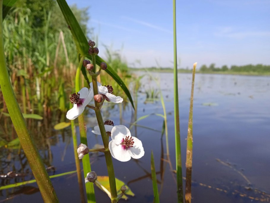 Стрелолист обыкновенный (Sagittaria sagittifolia)