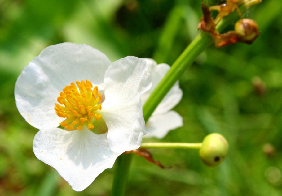 Растение стрелолист