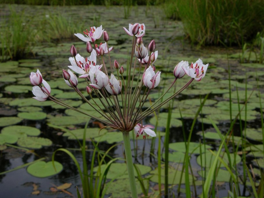 Растения имеющие листья стрелы с широкими наконечниками