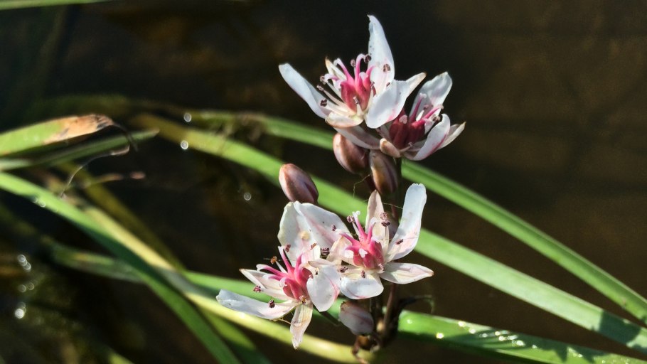 Стрелолист обыкновенный (болотник)