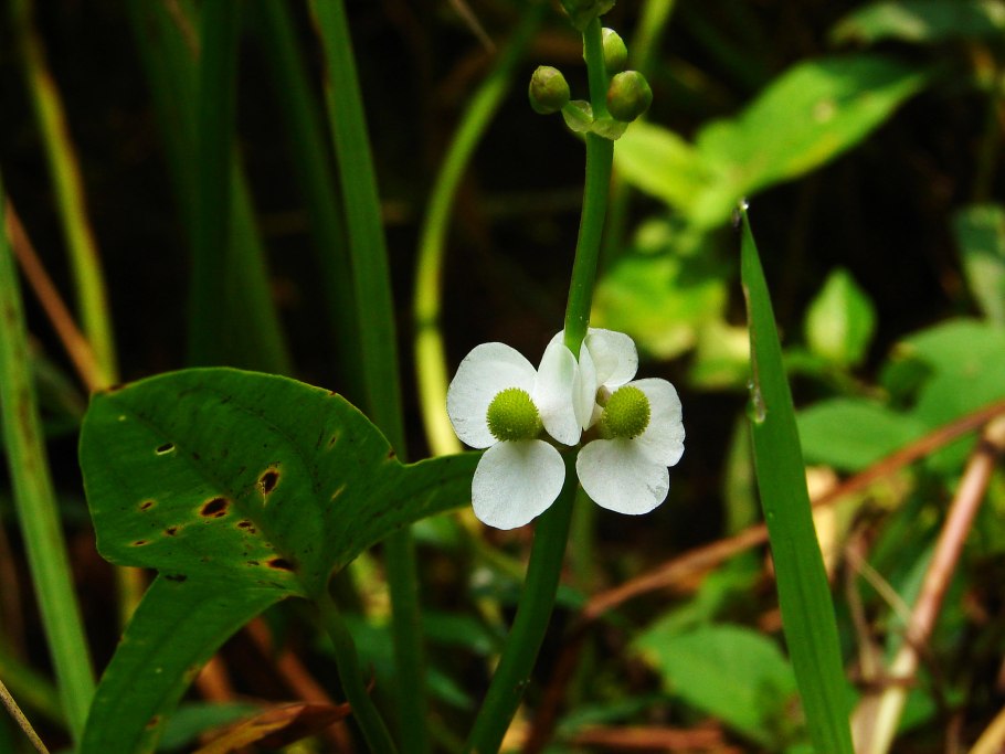 Sagittaria Natans Pall. - Стрелолист плавающий