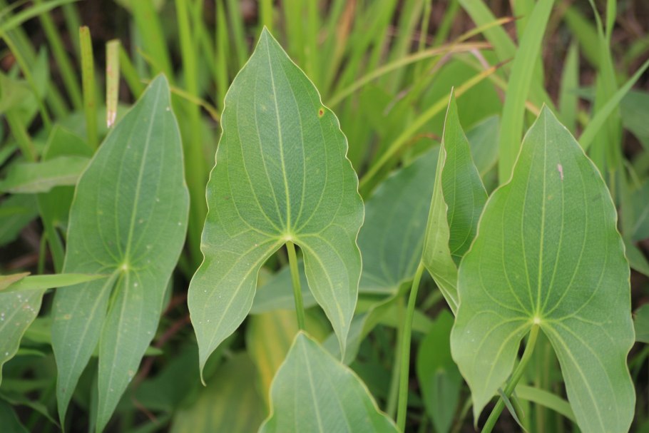 Стрелолист Sagittaria sagittifolia