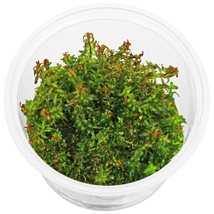 Незея Голден