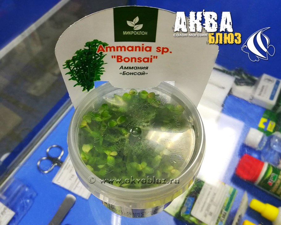 Аммания бонсай аквариумное растение