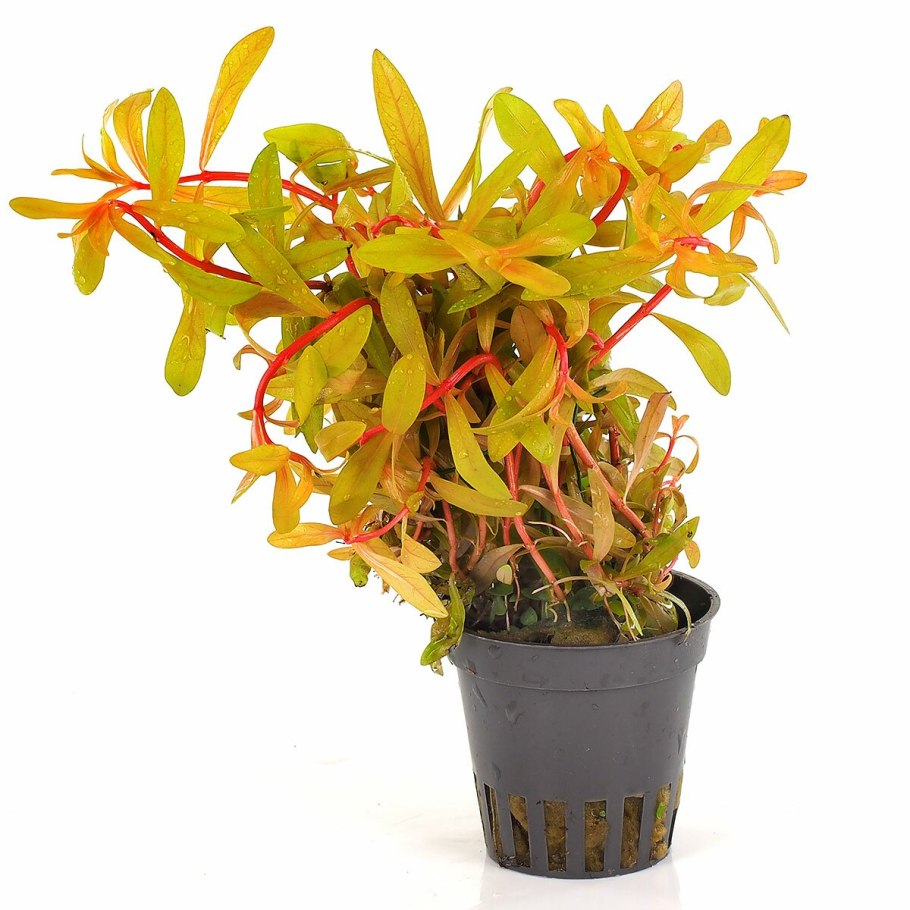 Аммания бонсай аквариумное