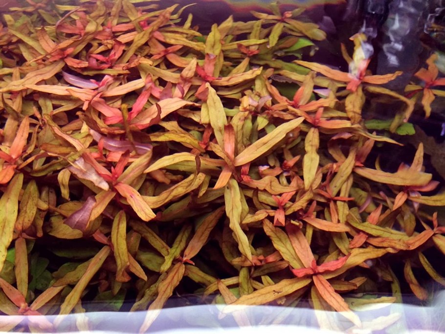 Аммания изящная (Ammannia gracilis)