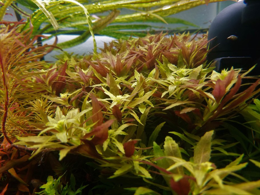 Rotala Green 1-2-grow