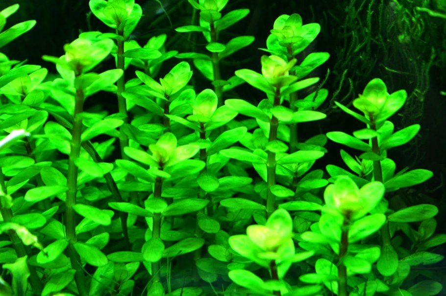 Rotala mexicana Red
