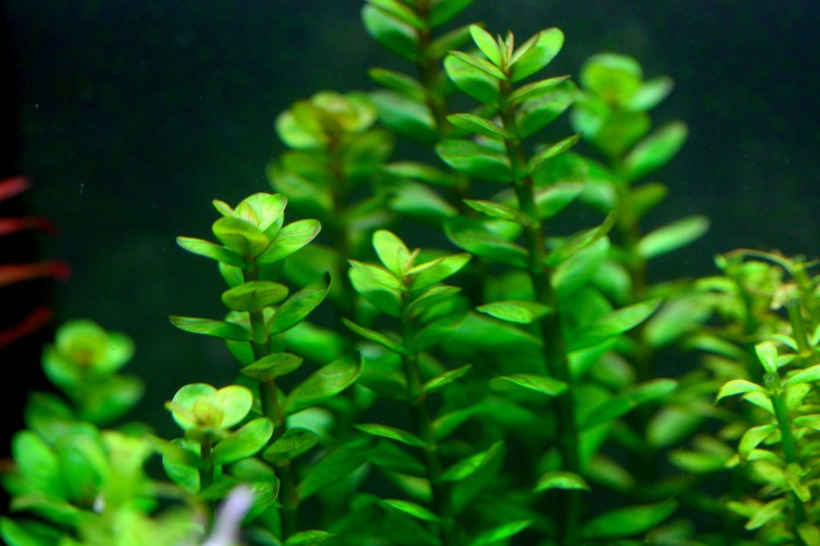 Ammania Bonsai Аммания