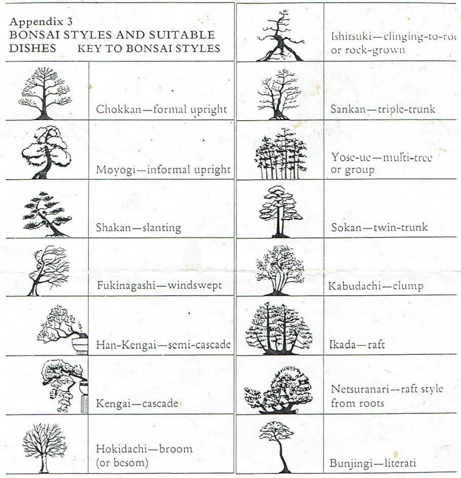 Бонсай сосна схема